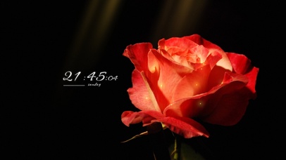 简约高级玫瑰壁纸