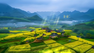 油菜花开