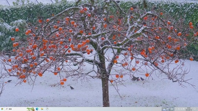 雪下柿子树主题