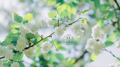 4K唯美治愈清新樱花