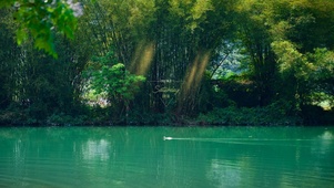绿色竹林水潭