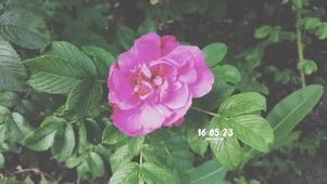 暖心花朵