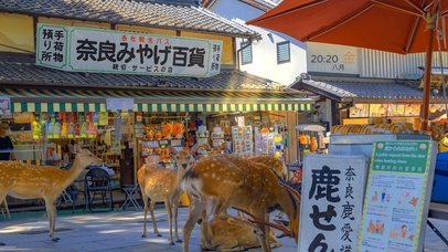 4K 日式小鹿街道