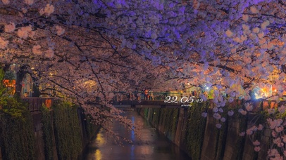 4K日系樱花街道