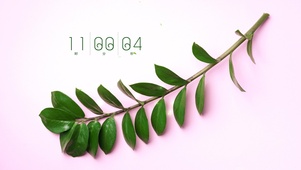 简约系绿植壁纸