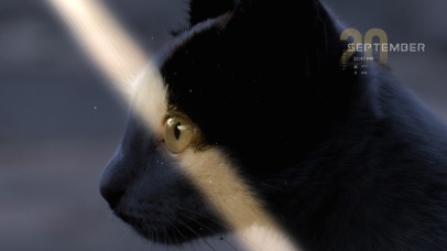 傲娇的孤独黑猫