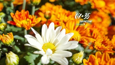 4k高清治愈阳光系列