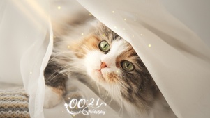 可爱猫猫