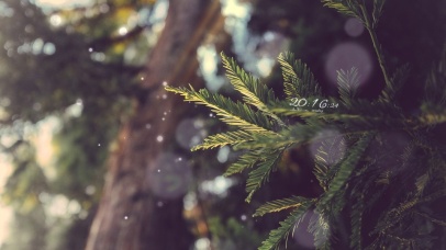 唯美阳光下松树叶