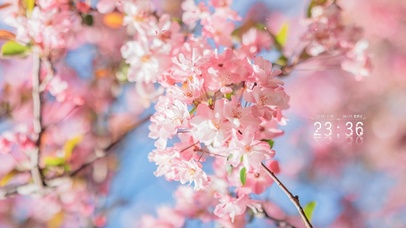 4K唯美清新粉红樱花