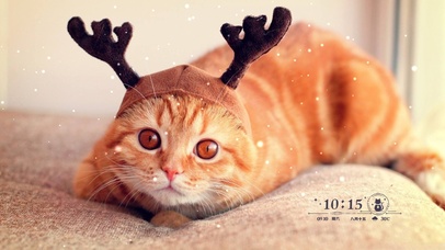 圣诞猫咪 点赞关注 注定暴富