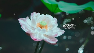 唯美荷花