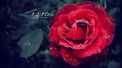 4k高清小清新玫瑰花