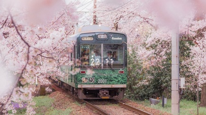 唯美樱花列车