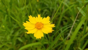 小黄花