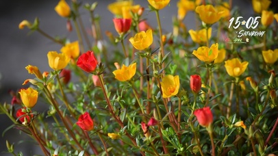 4k清新花卉风景桌面