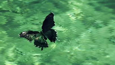 波浪蝴蝶  壁纸