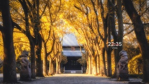 4K秋天古寺黄叶