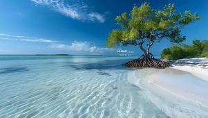 清澈海边小树