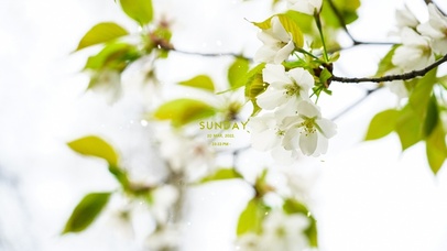 4K唯美治愈绿叶樱花