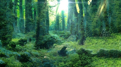 绿色森林苔藓阳光