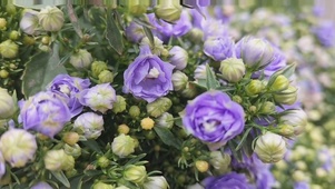紫色小花
