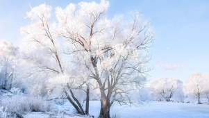 冬景雪景