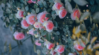治愈清新雨中蔷薇