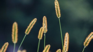 狗尾巴草