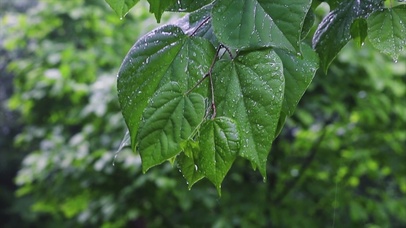 春雨滴落叶