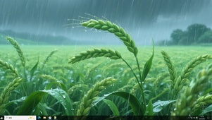 雨中稻穗