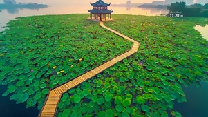 荷塘美景