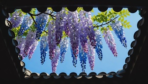 唯美古风紫藤花影