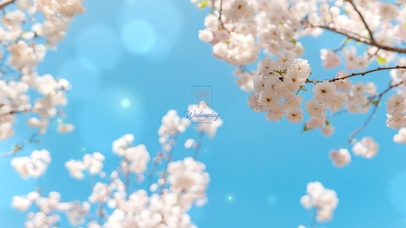 亚瑟点心-樱花灿烂