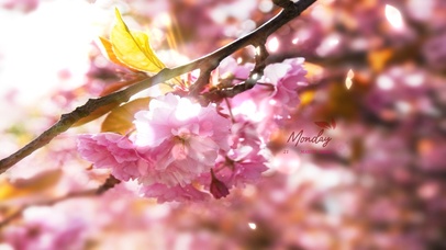 6K 唯美超清治愈#香风暖心间