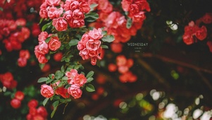 唯美治愈玫瑰花开