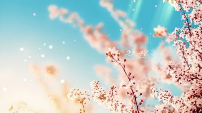4k 清新春天盛开的樱花