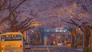 唯美治愈樱花街道