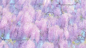 唯美治愈梦幻紫藤