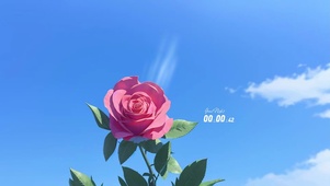 晴天的玫瑰花
