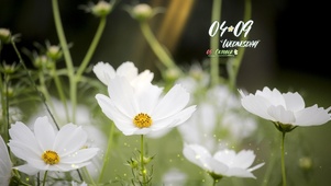 4k高清简约清新系列