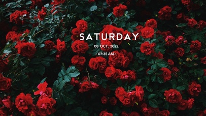 4k满屏清新玫瑰