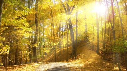 午后秋天的落叶风景