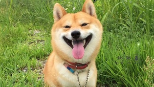 草地上的柴犬狗狗