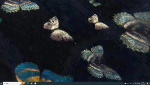 蝴蝶海  主题