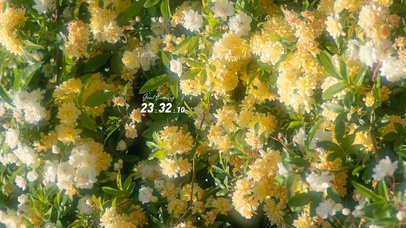 治愈清新盛开的菊花