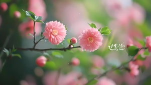 4k小清新鲜花·立春