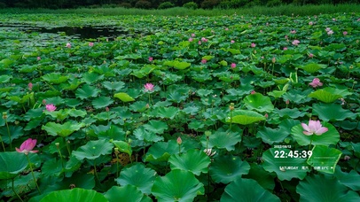 4k 治愈护眼雨天荷花池