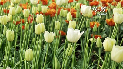 唯美满屏郁金香