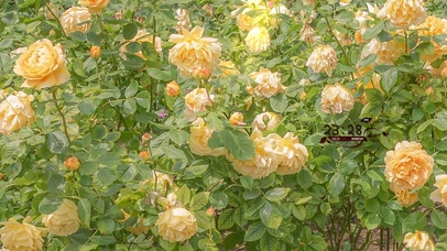 治愈唯美小清新花园